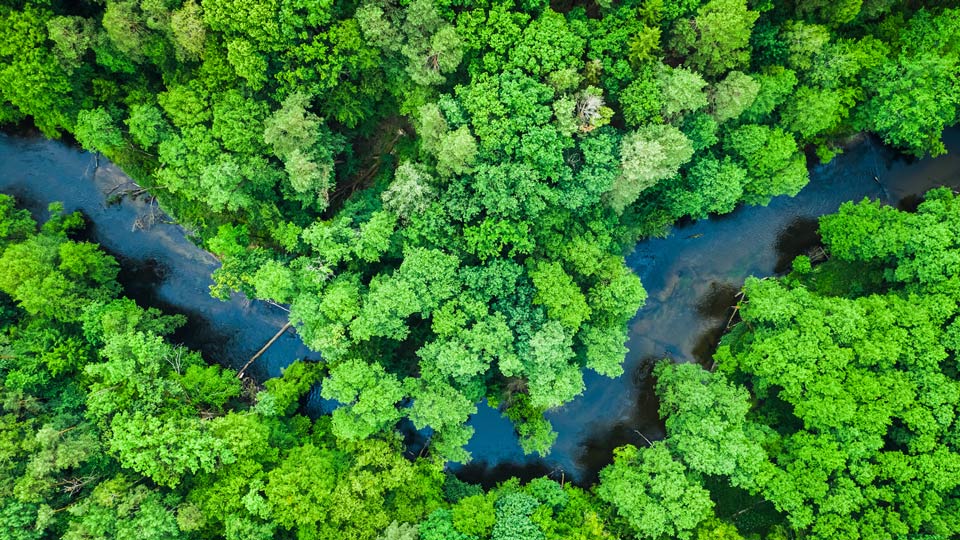 Green tropical forest representing carbon emission of the Earth.