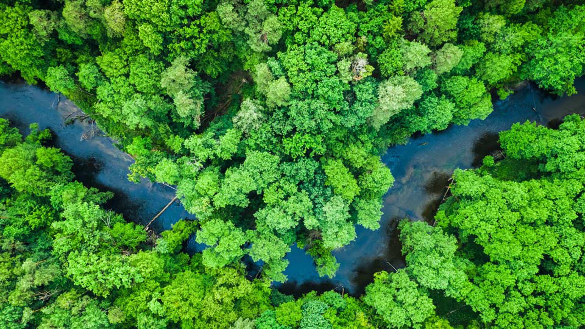 Green tropical forest representing carbon emission of the Earth.